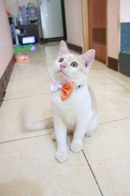 Bowtie dasi kupu-kupu orange putih untuk kucing dan anjing size kitten dan adult