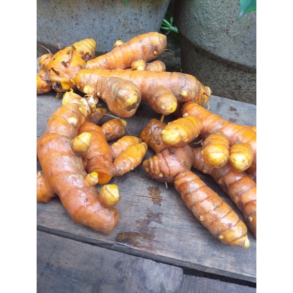 

kunyit kunir FRESH/dari kebun/ bumbu dan jamu/min order 15