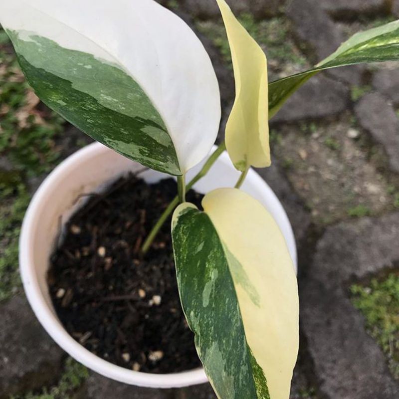 Bibit tanaman HIAS MONSTERA  EPIPREMNUM PINNATUM VARIGATA/ MONSTERA EPIPREMNUM PINNATUM VARIGATA