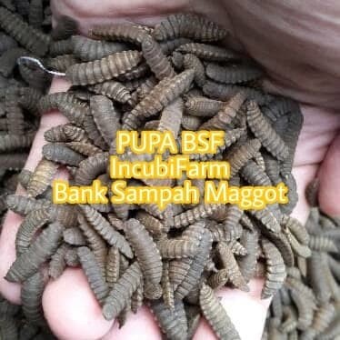 [[BISA COD]] Pupa BSF