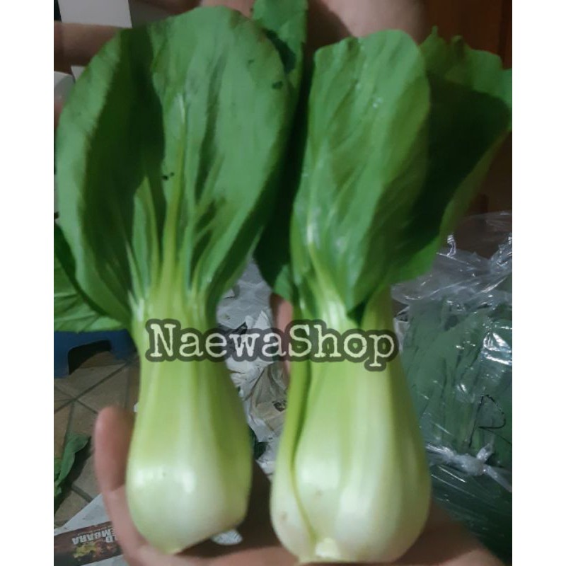 

Pakcoy - Sawi Sendok Segarrr 500 gram