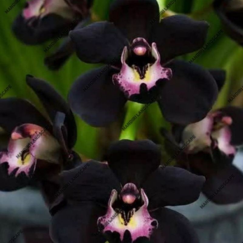 Seedling Anggrek Dendrobium Black Papua - Hitam Papua