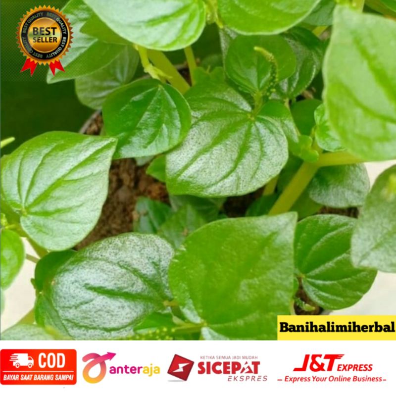 

Daun Cecer Kempes/Sirih cina 250 gram