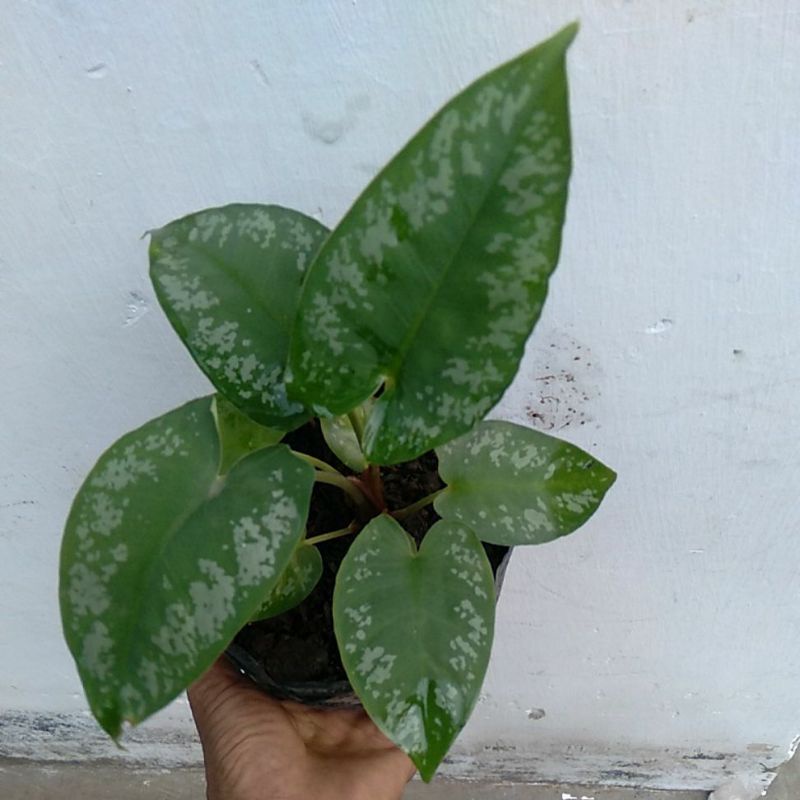 keladi ANDROMEDA