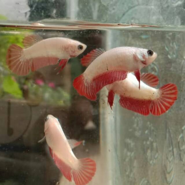 Ikan Cupang Female Plakat Pk Red Dragon Ikan Hias Betta Fish Shopee Indonesia