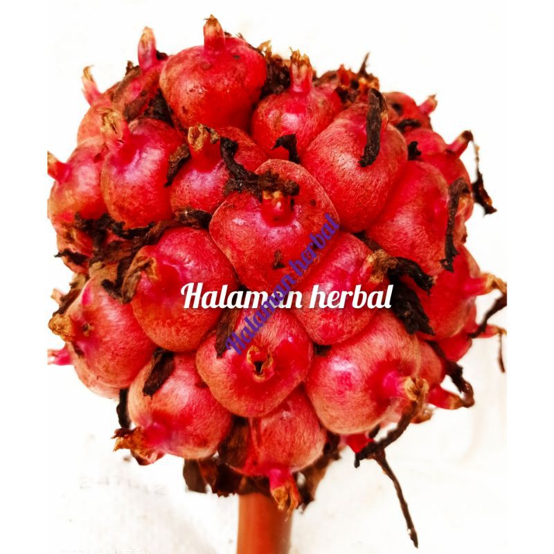 

Buah kecombrang / hoye fresh 500 gram