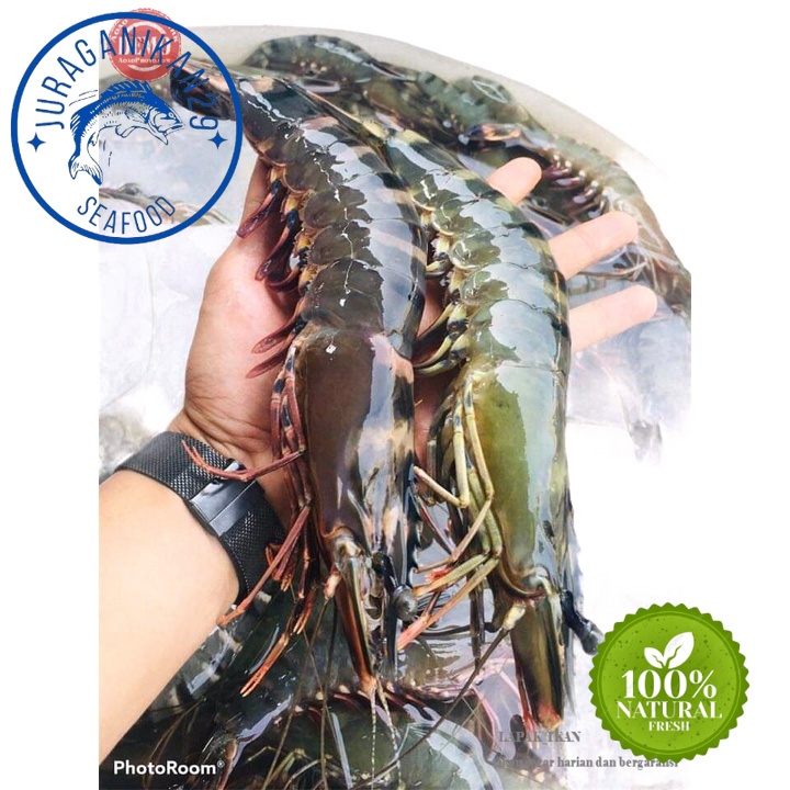 

Udang Windu Segar 1~Kilogram