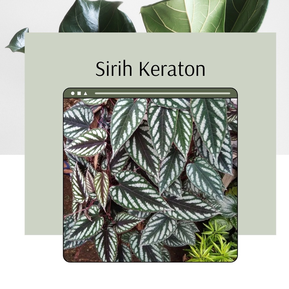 Tanaman Hias Sirih Keraton Bunga Sirih Keraton Sirih Sirih Keraton Murah Cantik