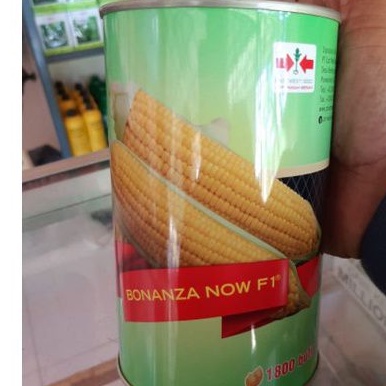 BIBIT JAGUNG MANIS BONANZA NOW F1