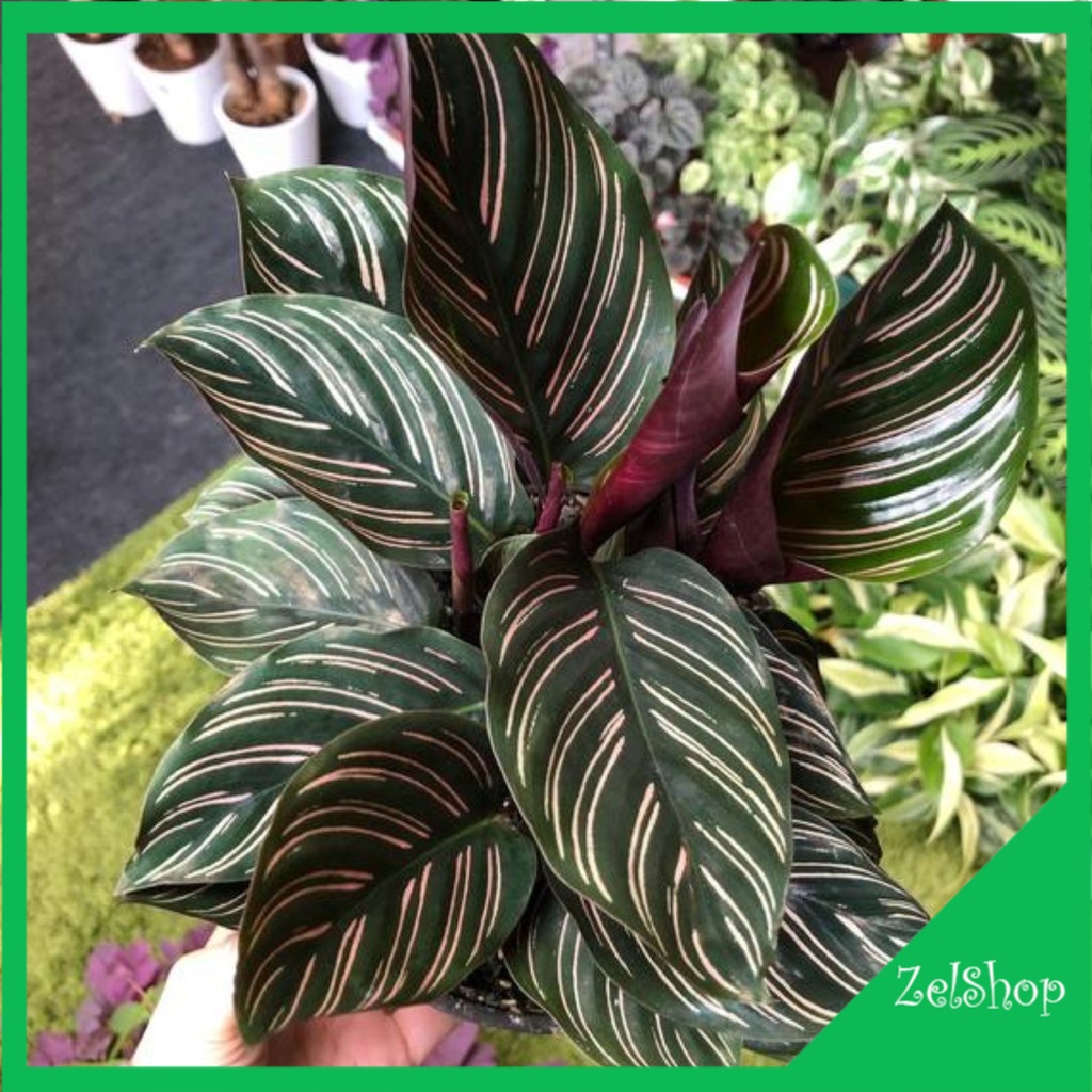 Calathea Ornata Sanderiana / Calathea Ornata Strip Pink