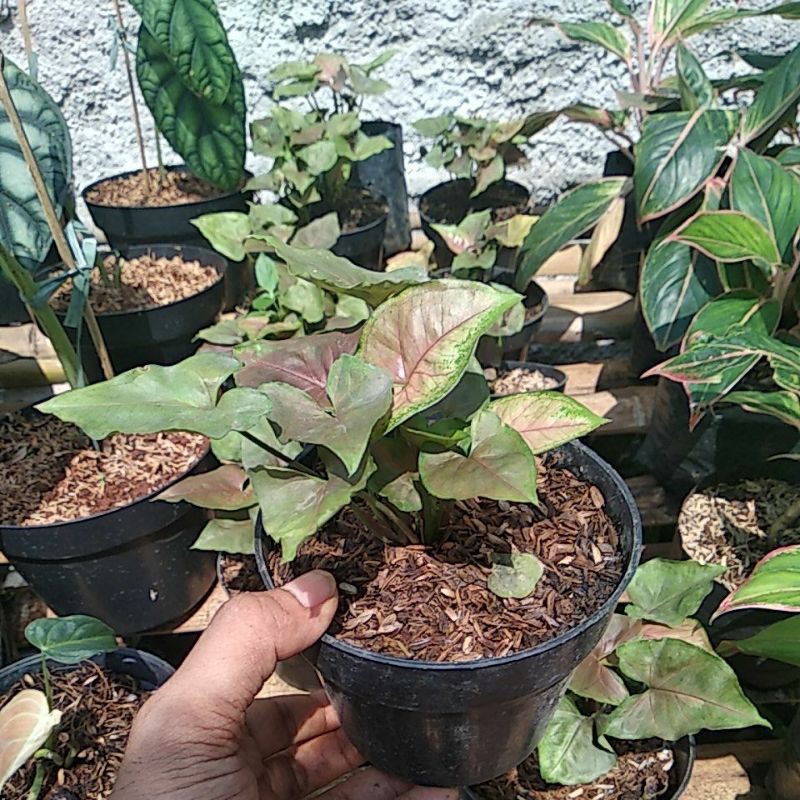 pohon syngonium maria allusion / syngonium pink