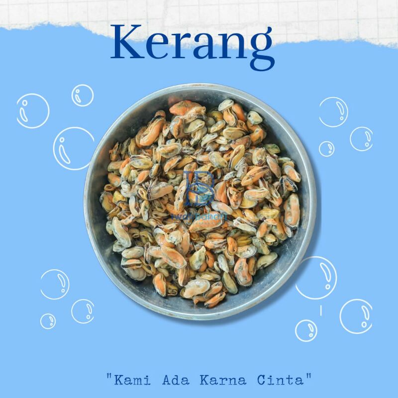 

Kerang Hijau Segar