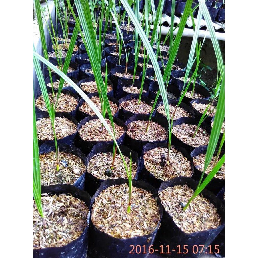 Ori Bibit Pohon Korma Kurma Ajwa Benih Pohon Korma Ajwa Ajwah Terbaik Shopee Indonesia