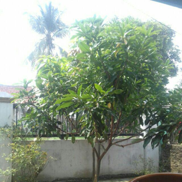 Sikat Lantai / Tile Brush 111 Br-2 Lion Star