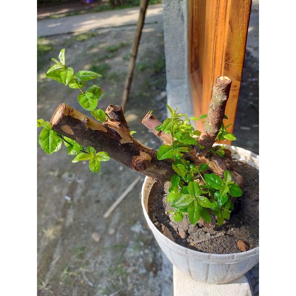 bahan bonsai kibesi mame subur