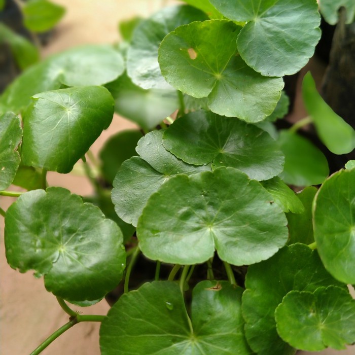 

DAUN PAGAGAN ANTANAN obat herbal 1 KG