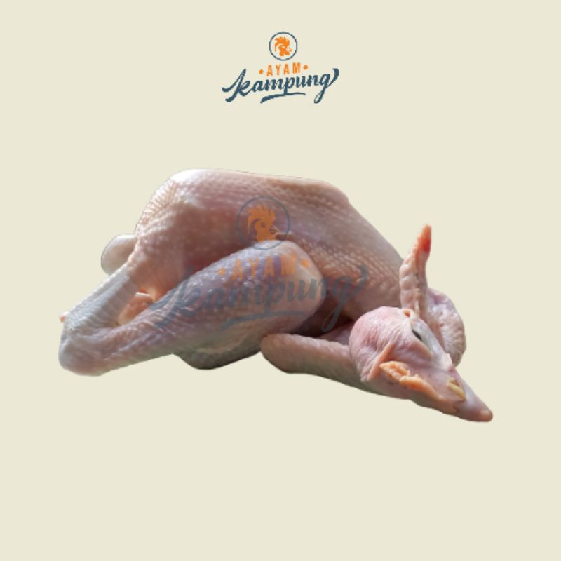 

Ayam Kampung Sedang