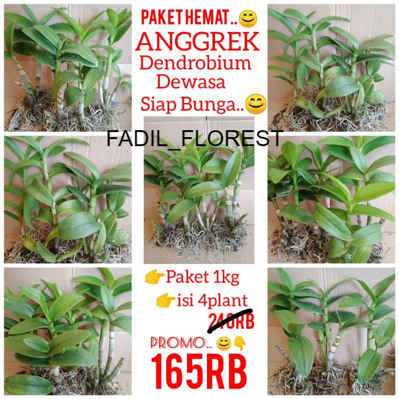 Paket Anggrek Dendrobium Dewasa