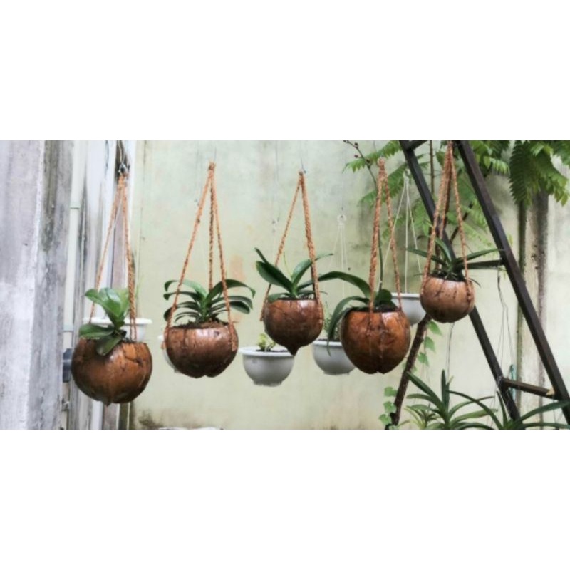 pot tempurung kelapa
