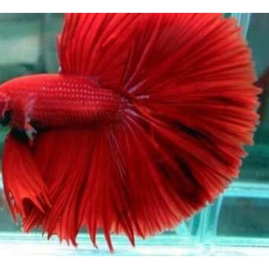 Readyy Ikan Cupang Halfmoon Red Murahà® Shopee Indonesia