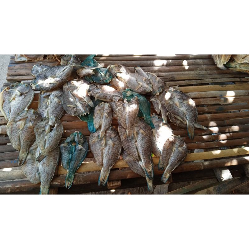 

ikan lapoleon kerin dari makassar