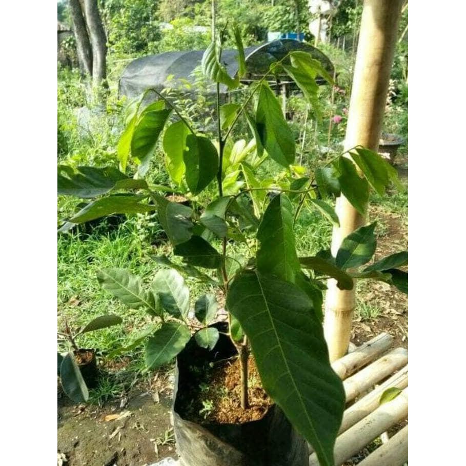 TERLARIS Bibit pohon buah rambutan rapiah/ropiah