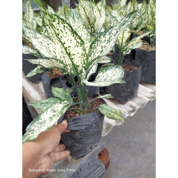 aglonema snowwhite indukan