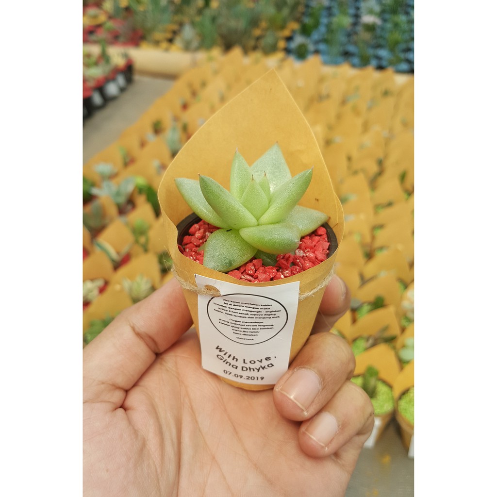 Souvenir Kaktus Sukulen Mini Paket Paper Wrap
