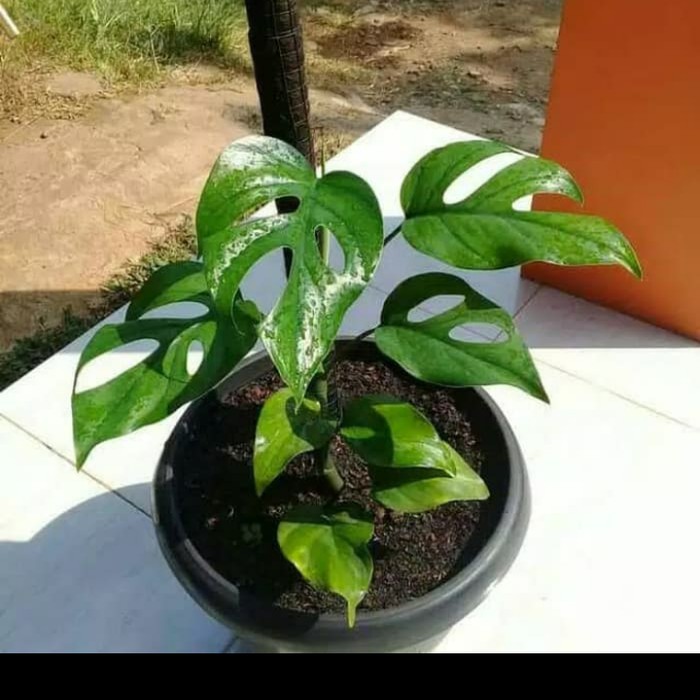 Tanaman hias monstera rhapidopora monstera rhapidopora