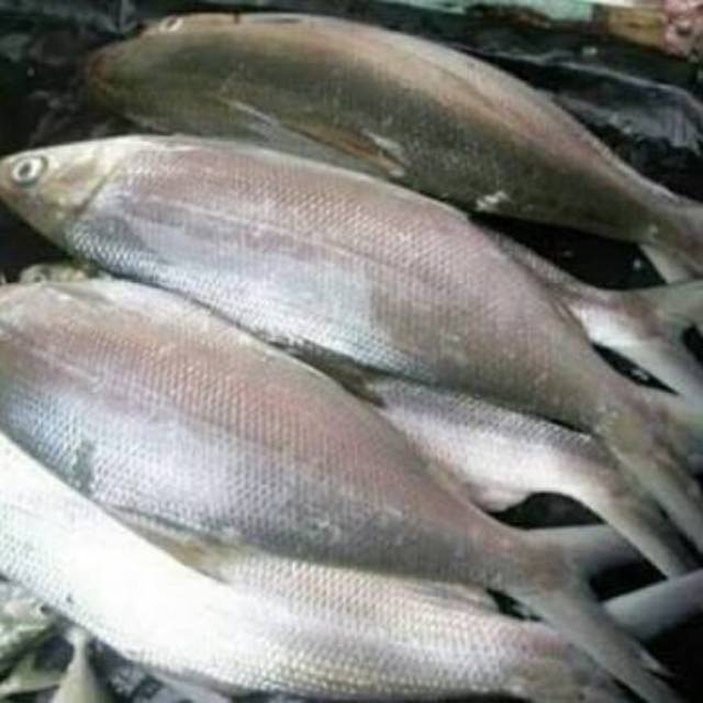 

Ikan badeng basah 1000gr