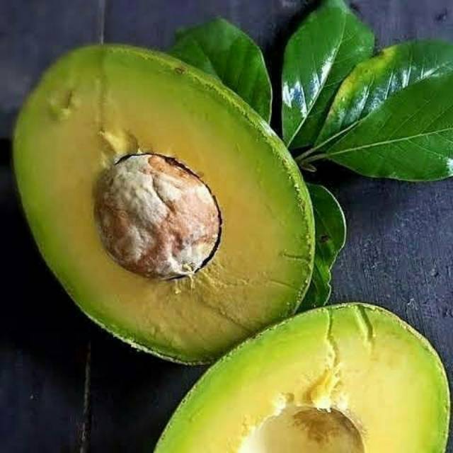 Bibit alpukat Florida jumbo/bibit alpukat florida/bibit alpukat super