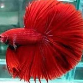 Ikan Cupang Hias Halfmoon Super Red /Halfmoon Merah Full
