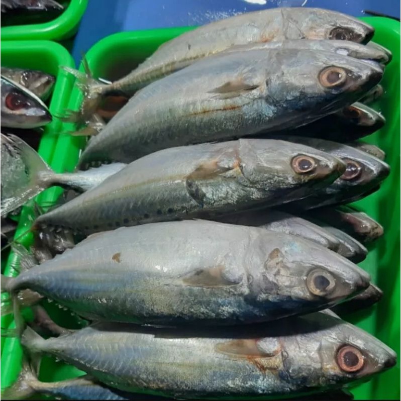 

ikan kembung banjar 500gr/1kg