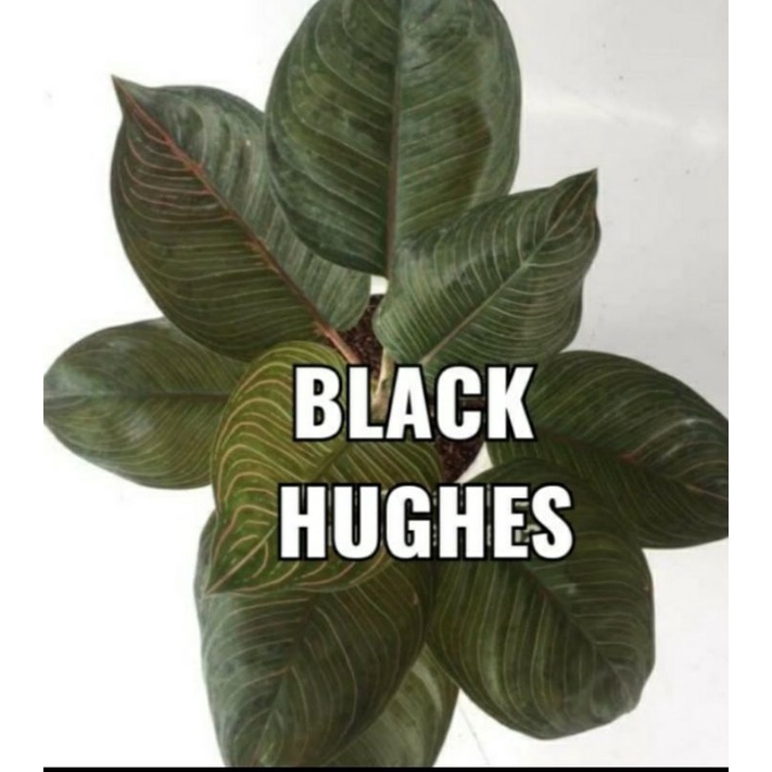 aglonema black hughes/bongol aglonema
