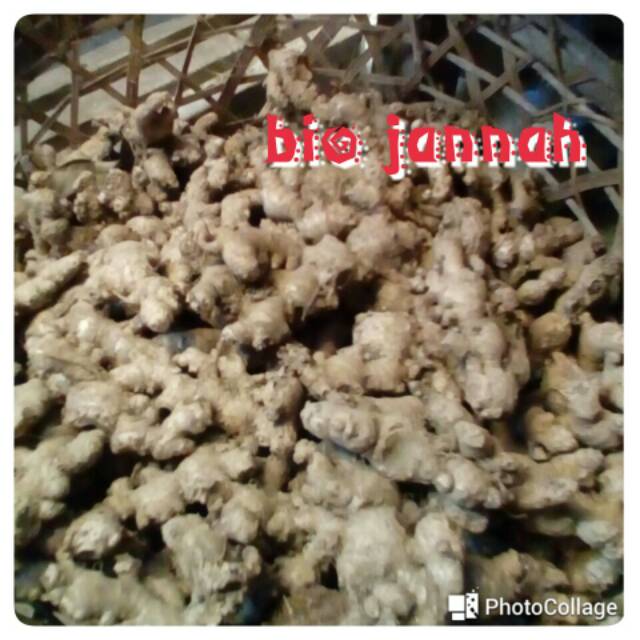 

jahe segar jahe emprit 500 gr no