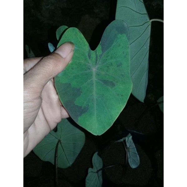 colocasia