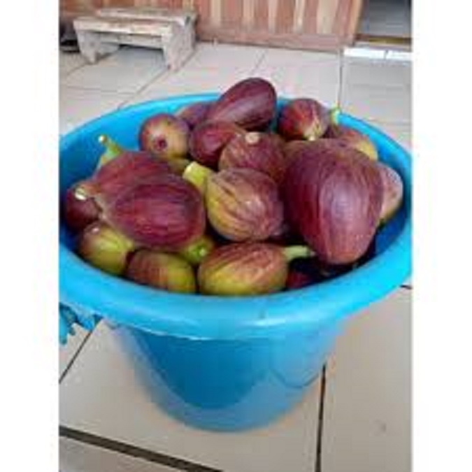 BUAH TIN JORDAN ORGANIK 400Gram