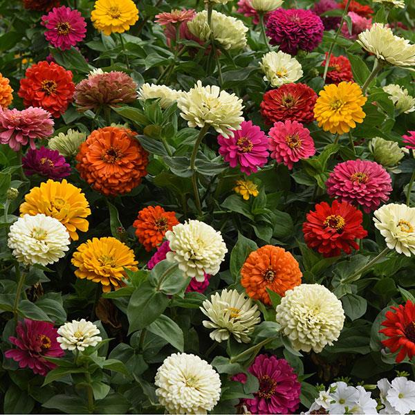 Jual VICTORY SEED 5 Benih Biji Dwarf Double Single Zinnia Zinia Zenia ...