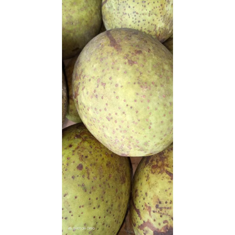 

Mangga Pakel buah segar satu kilo mangga macang atau mangga bacang