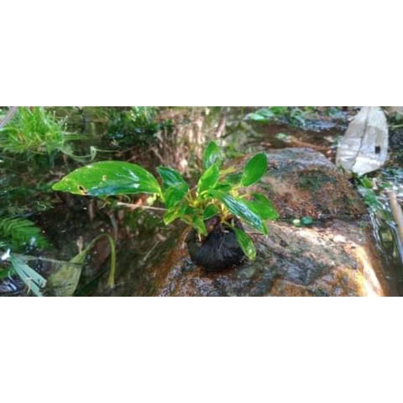 anubias sp mini aquascape