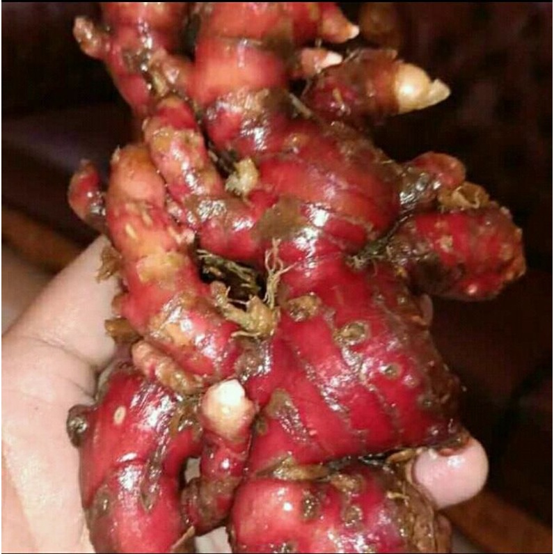 Jahe Merah Segar Red Gingger buat kosumsi dan Bibit