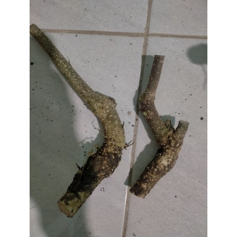 BONSAI MENTAOS BATANG TUNGGAL MAME