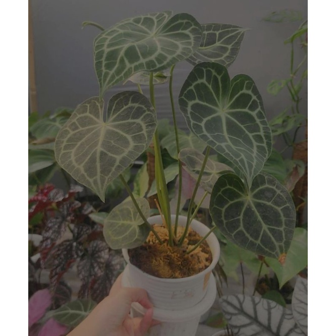 anthurium tarantula asli daun hitam bulat kuping gajah daun 7+