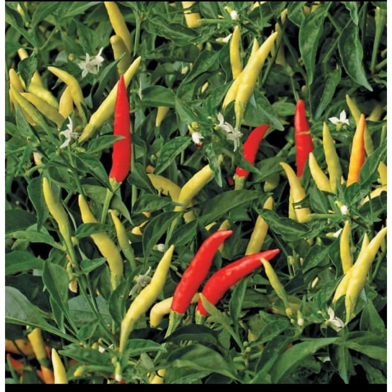 Bibit cabe rawit setan merah lentera F1 super pedas 40++bibit