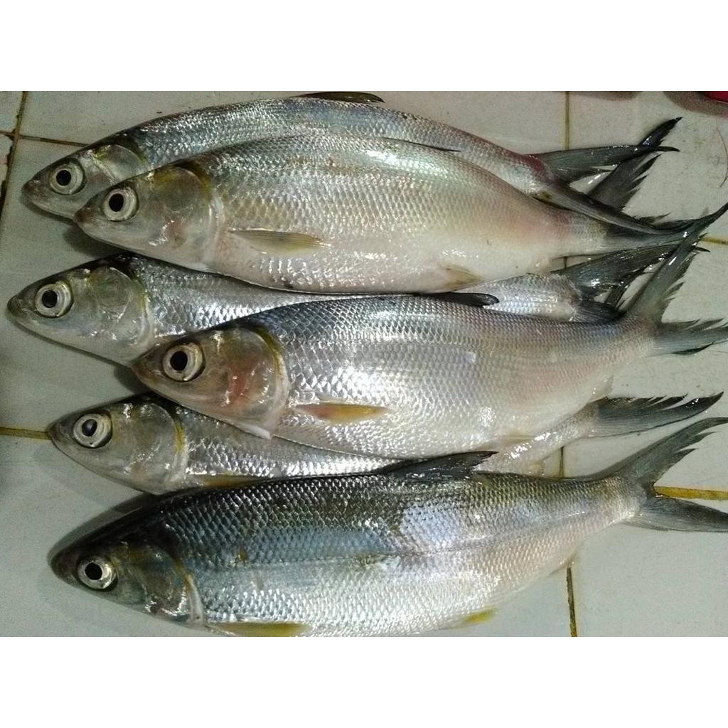 

Ikan Bandeng Besar Fresh Segar Murah