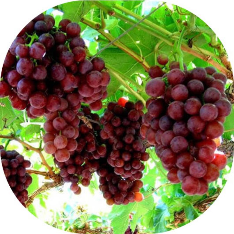 

BIBIT ANGGUR MERAH HARGA GROSIR