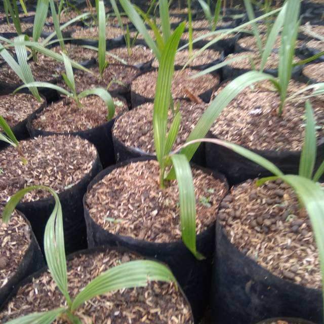 Tanaman hias bibit pohon kurma azzwa