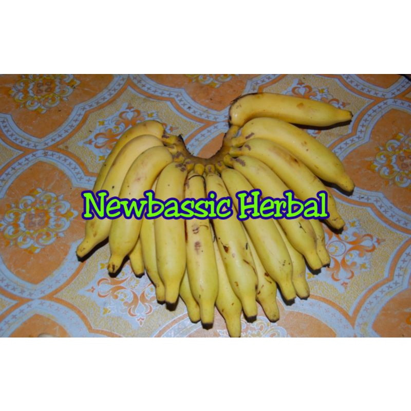 

pisang telunjuk pisang rejang