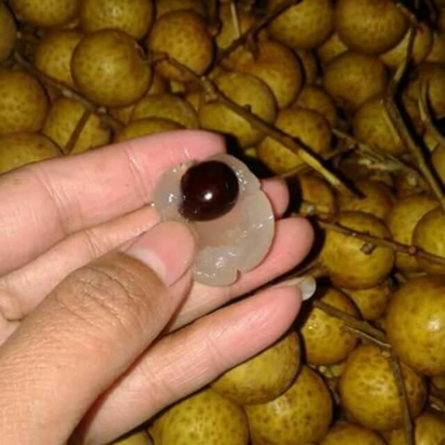 

Klengkeng manis