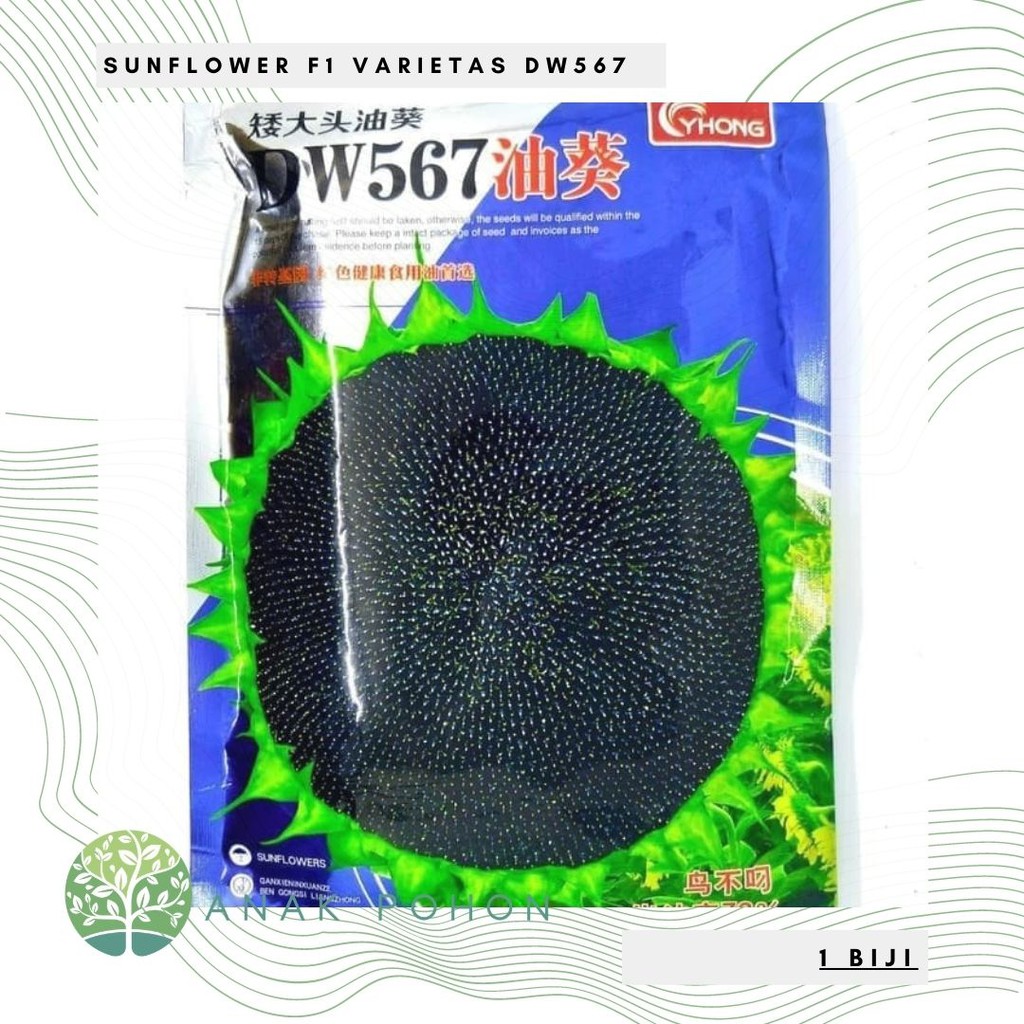 Benih Bibit Biji - Sunflower Black Oil F1 Varietas DW567 Kuaci Bunga Matahari Seeds